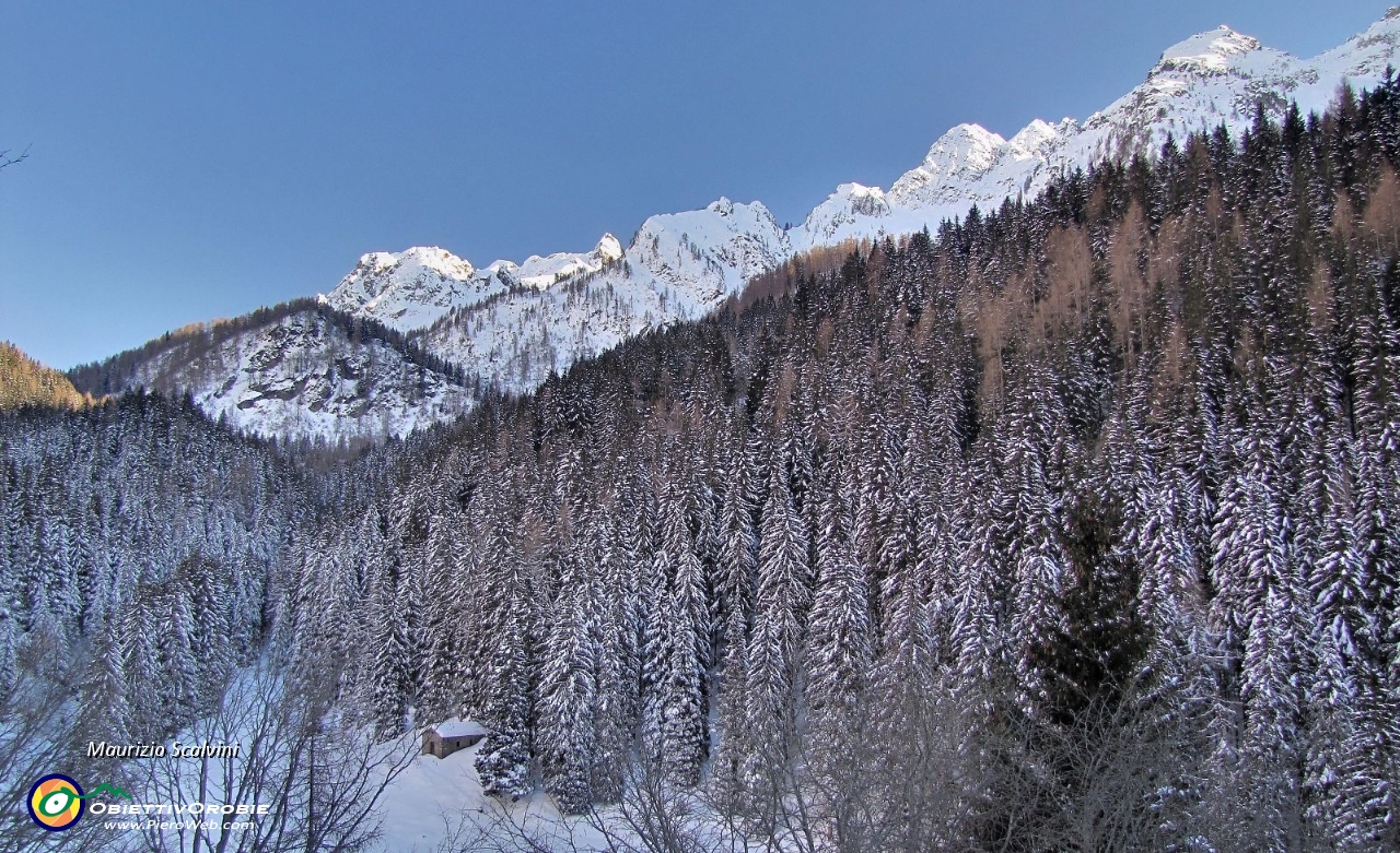 21 La baita e il suo bosco....JPG